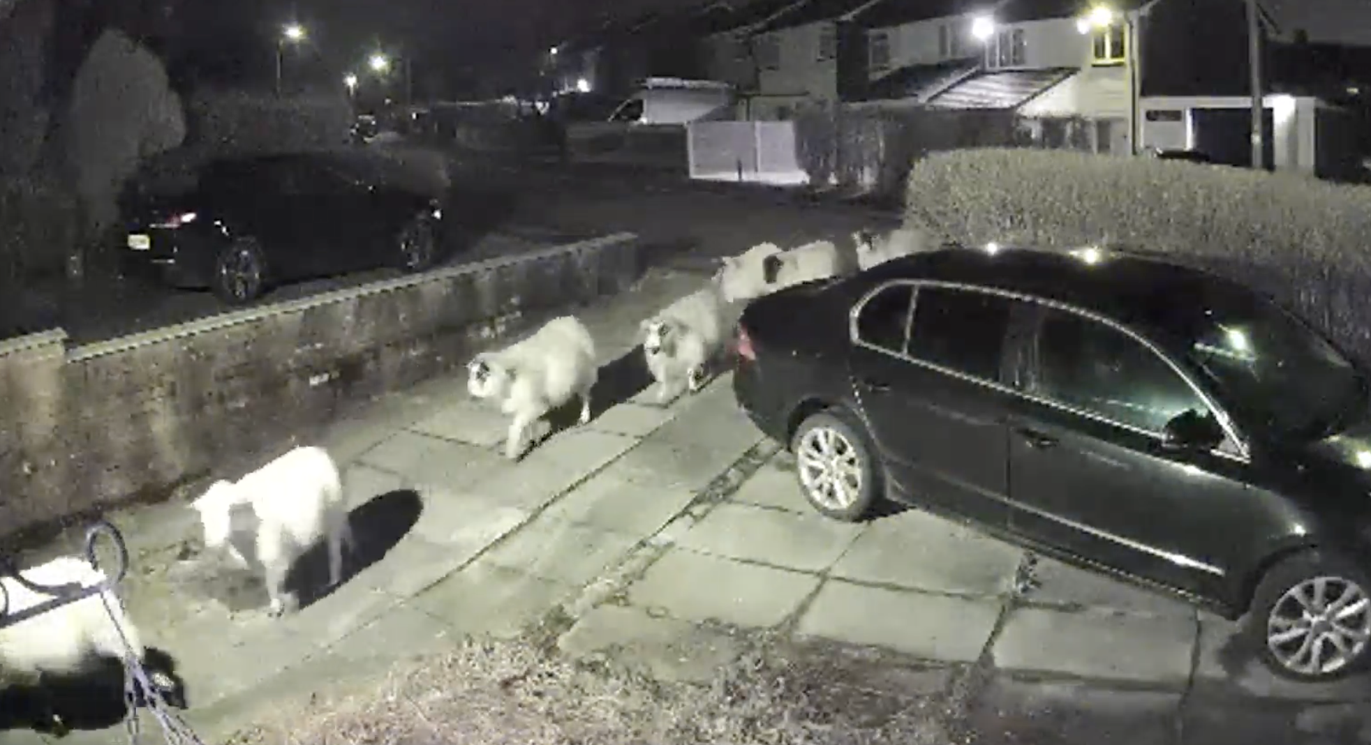 A man found a flock of sheep in his garden during Storm Jocelyn. Credit: Mark Howarth