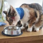 Hera the cat was dropped off 'almost decapitated'