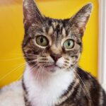 Poppy the tabby cat was found decapitated near Oldham Cats rescue shelter