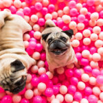 There's a ball pit at the CuppaPug cafe in Salford