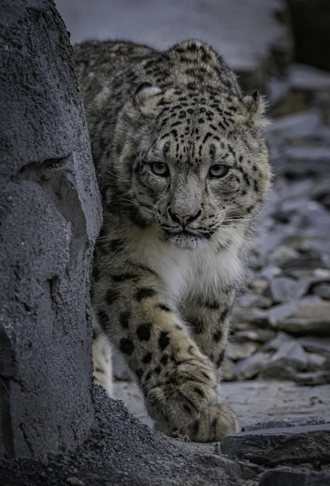 Two snow leopards have arrived at Chester Zoo for the first time