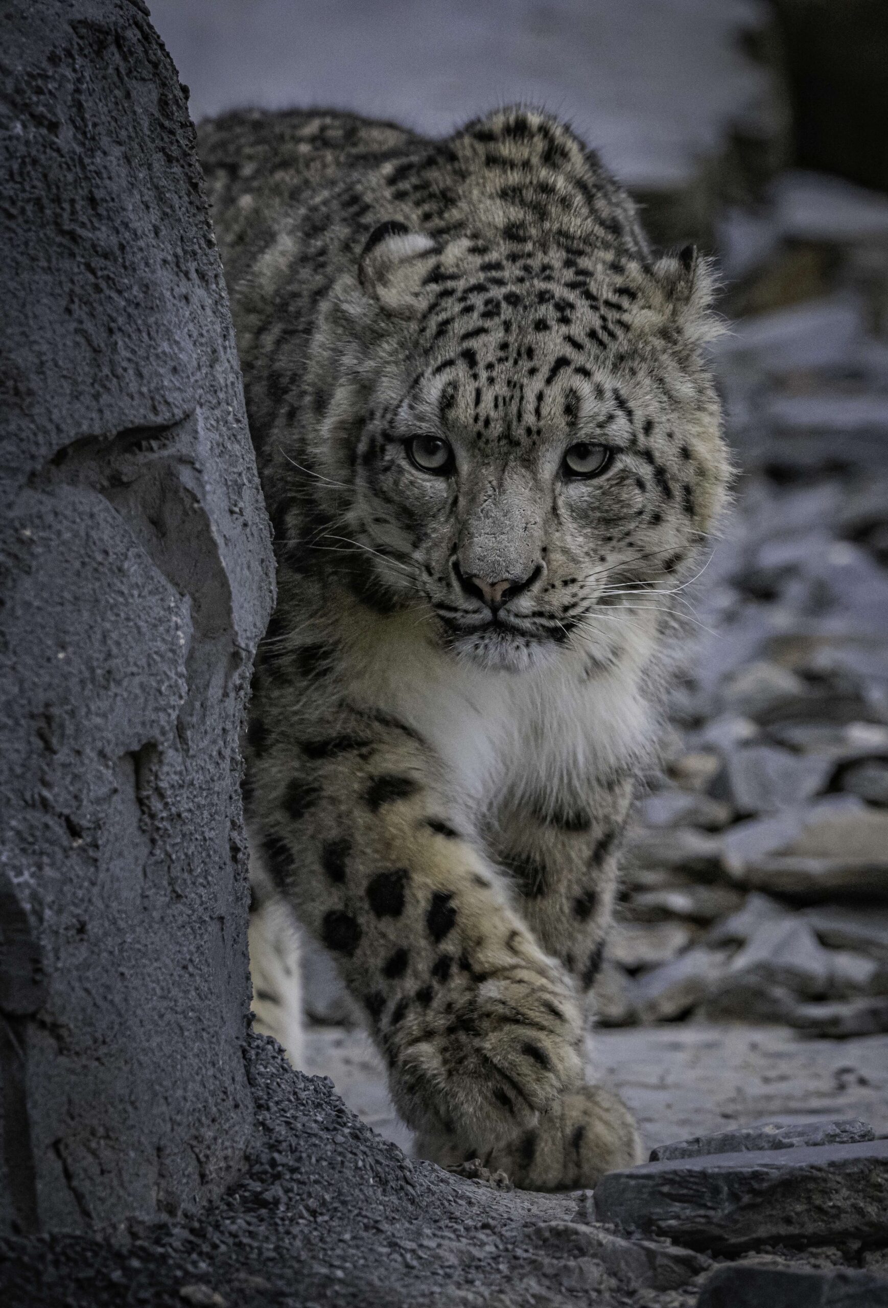 Yashin and Nubra, a pair of snow leopards, have arrived at Chester Zoo. 