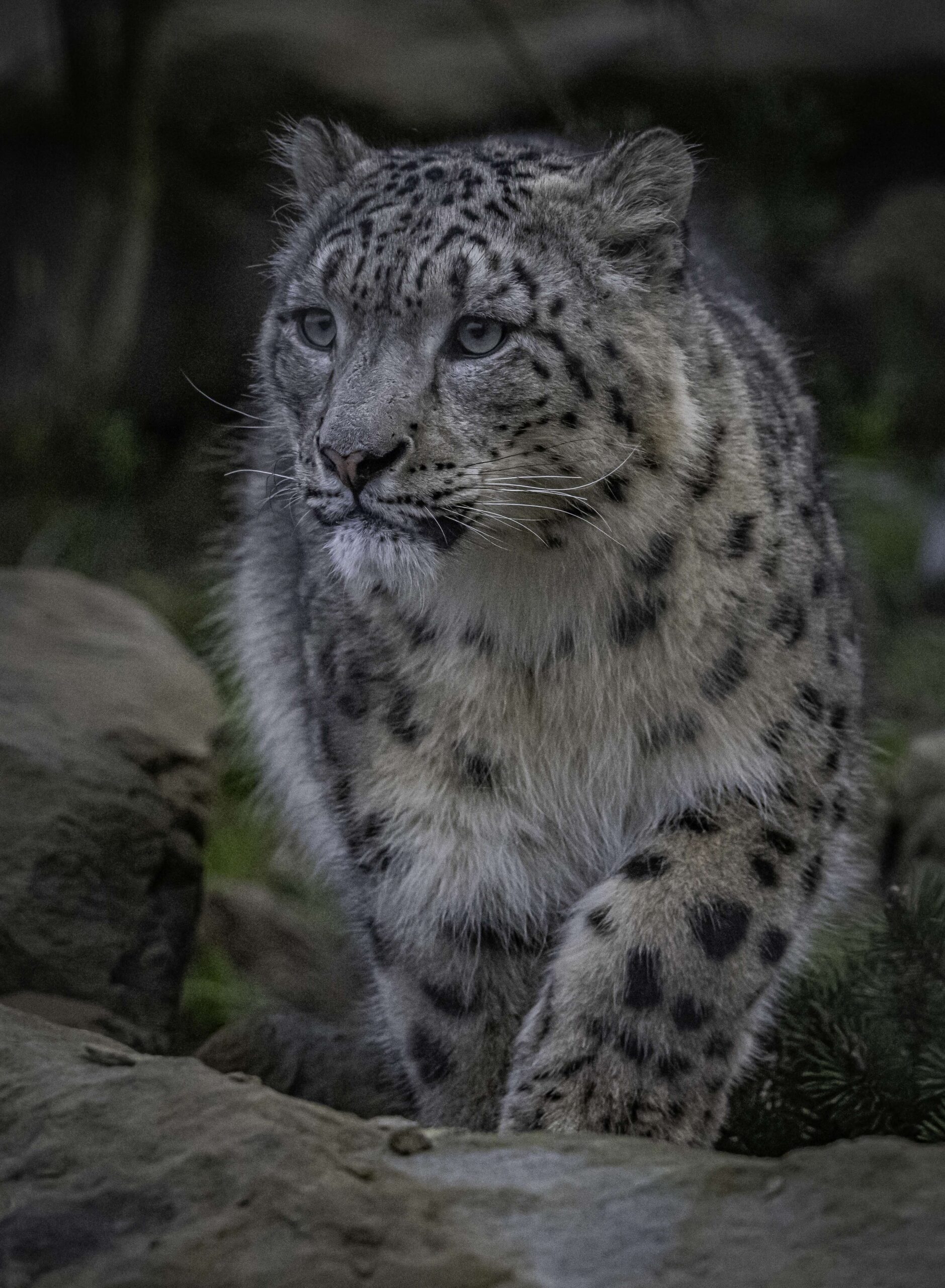 Chester Zoo has created a habitat that mimics their natural home in the Himalayas