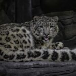Chester Zoo has welcomed a pair of snow leopards for the first time in its 93-year history.
