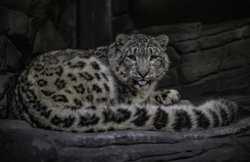 Chester Zoo has welcomed a pair of snow leopards for the first time in its 93-year history.