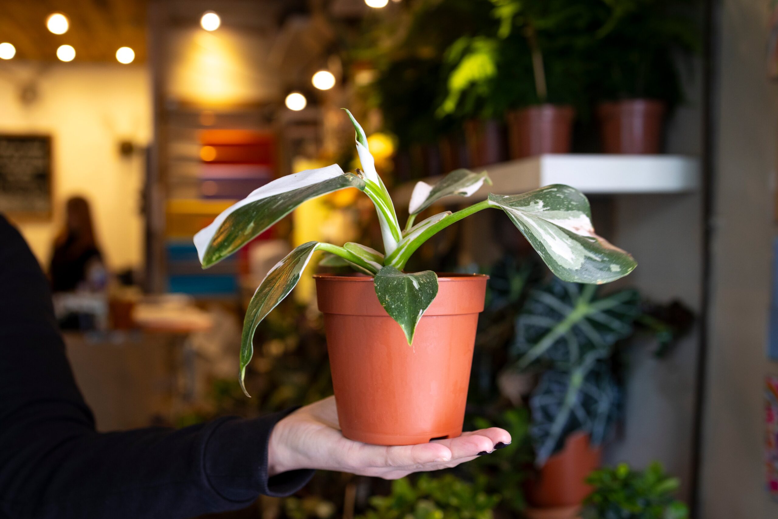 Visitors to the RHS Urban Show will be able to learn the secrets to growing happy houseplants