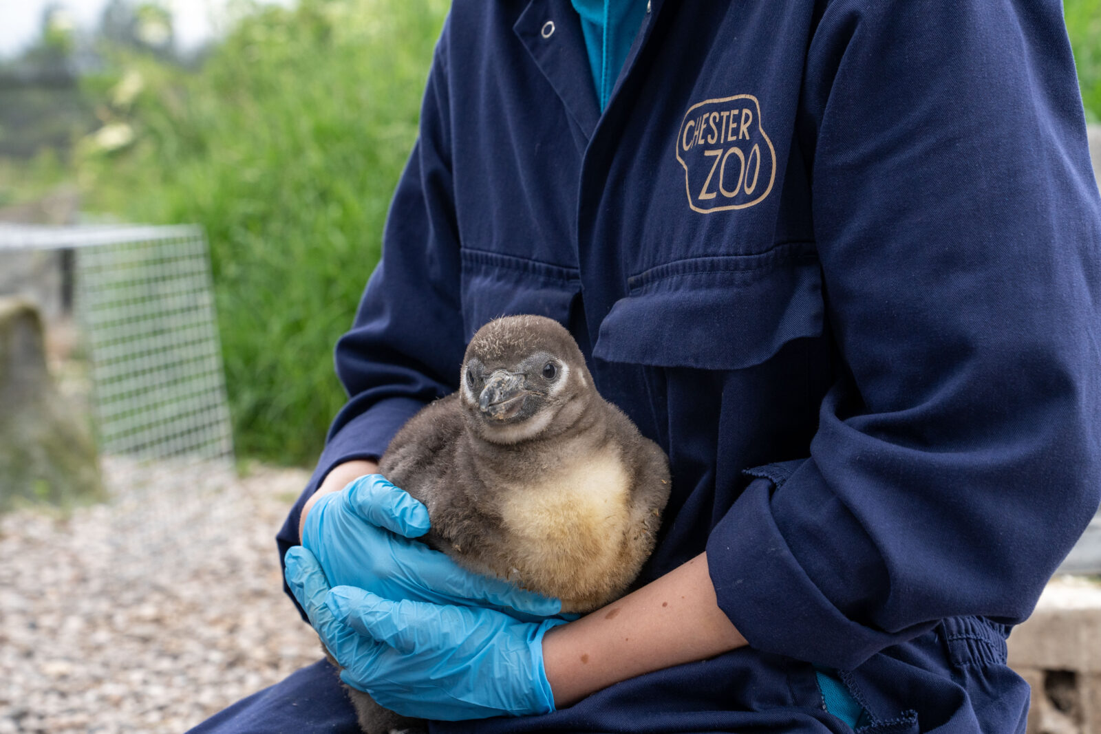 11 new 'highly threatened' penguins have hatched at Chester Zoo / Credit: Chester Zoo
