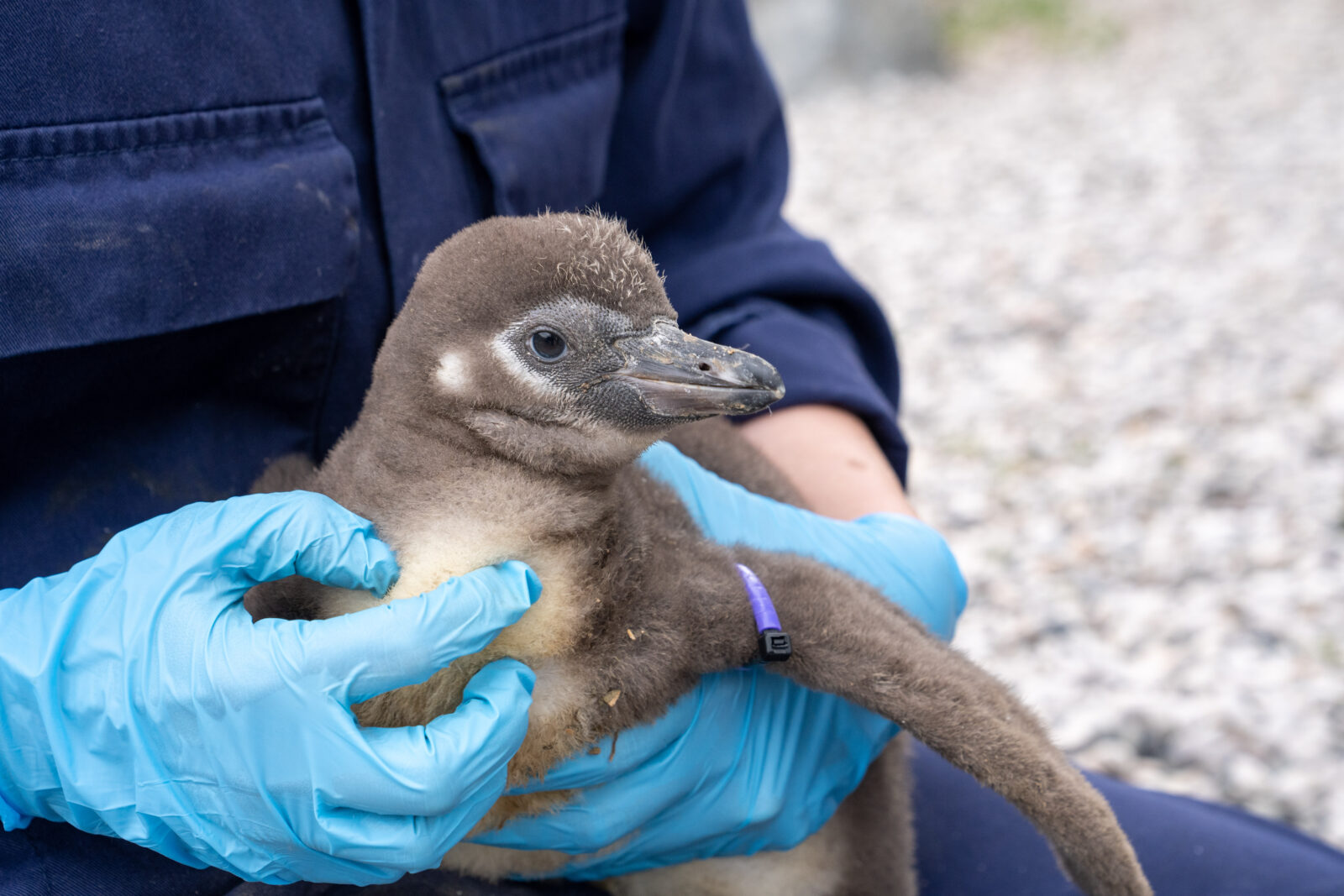A Chester Zoo keeper handing one of the new baby penguins