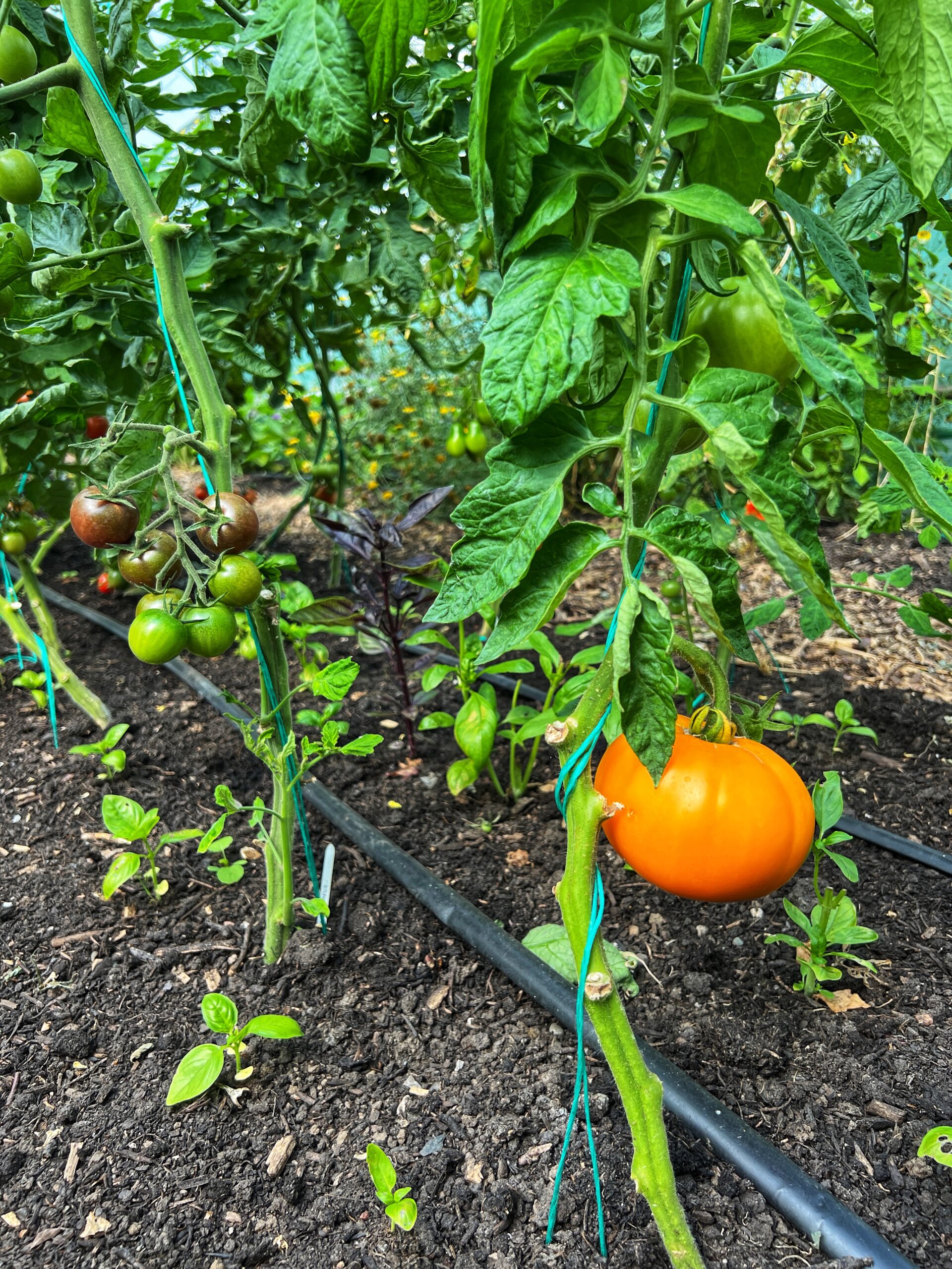 Exploring Farlam Hall’s kitchen garden. Credit: The Manc Group