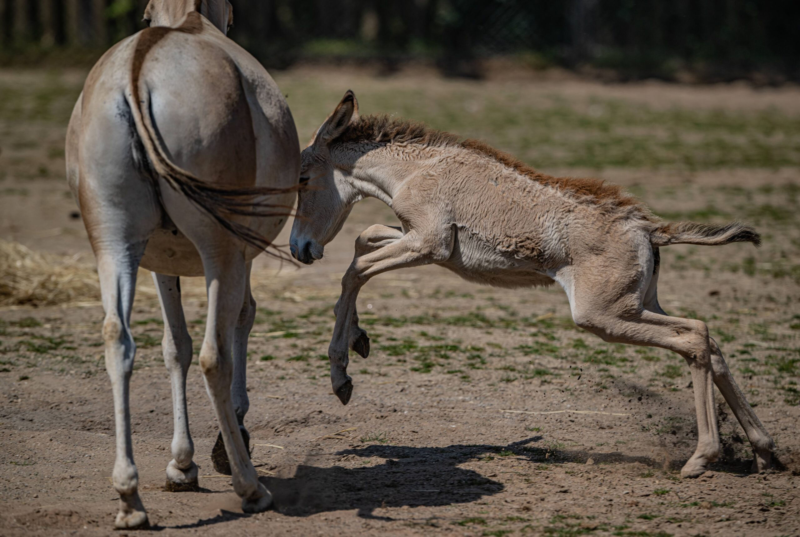 Jasper the Onager foal with his mum at Chester Zoo. Credit: Supplied