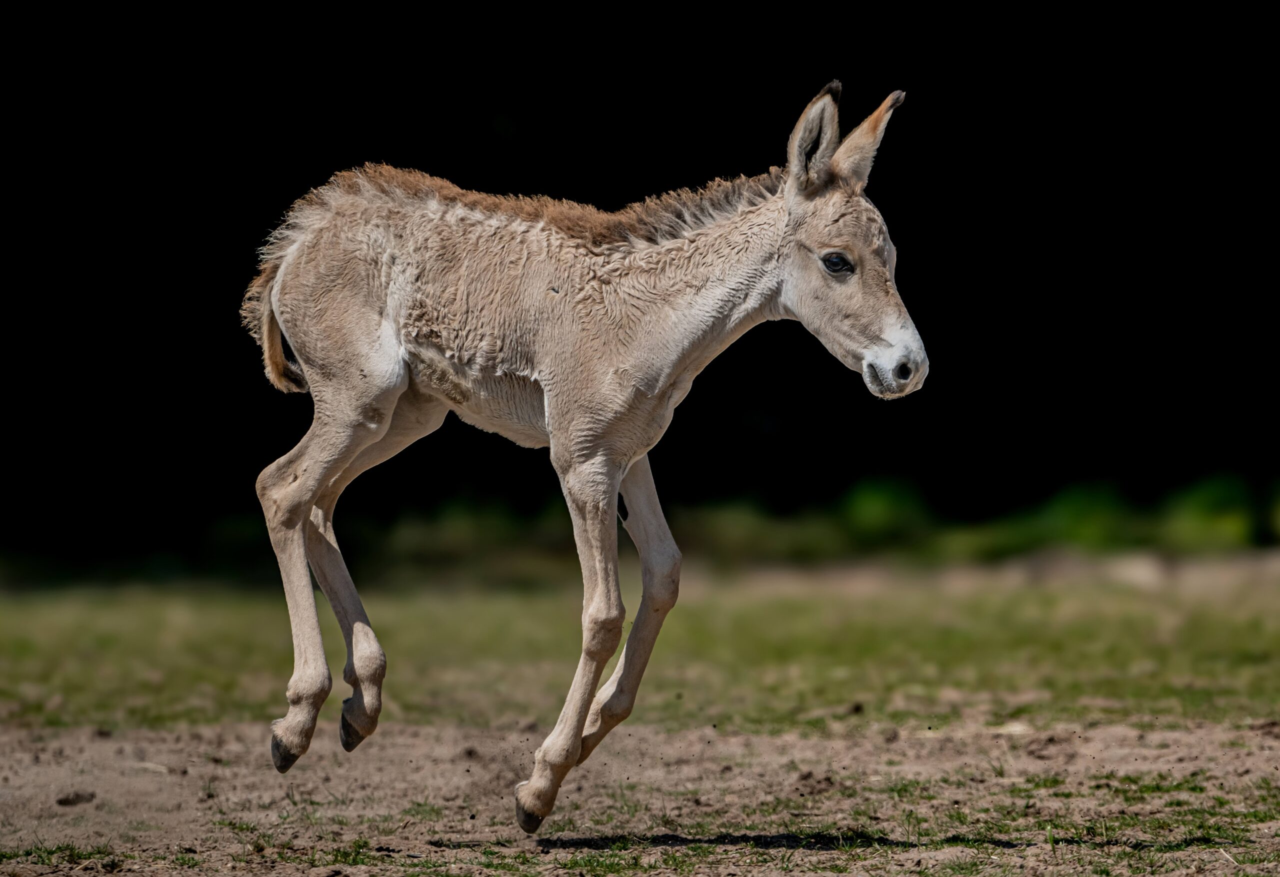 The new Onager foal at Chester Zoo is one of the rarest animals in the world. Credit: Chester Zoo