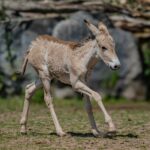 The new Onager foal at Chester Zoo is one of the rarest animals in the world. Credit: Chester Zoo