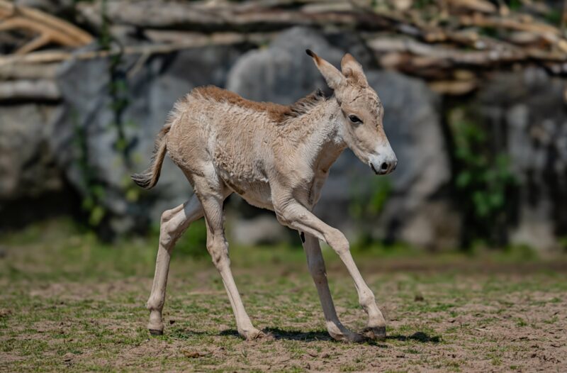 The new Onager foal at Chester Zoo is one of the rarest animals in the world. Credit: Chester Zoo