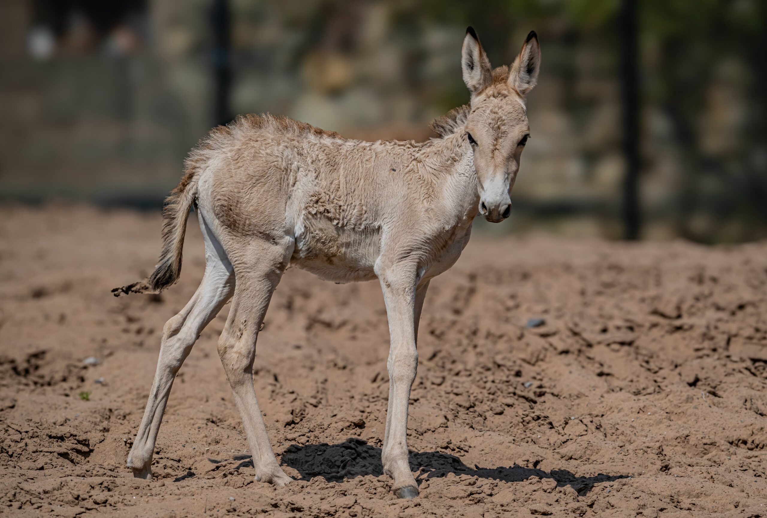 The new Onager foal at Chester Zoo is one of the rarest animals in the world. Credit: Chester Zoo