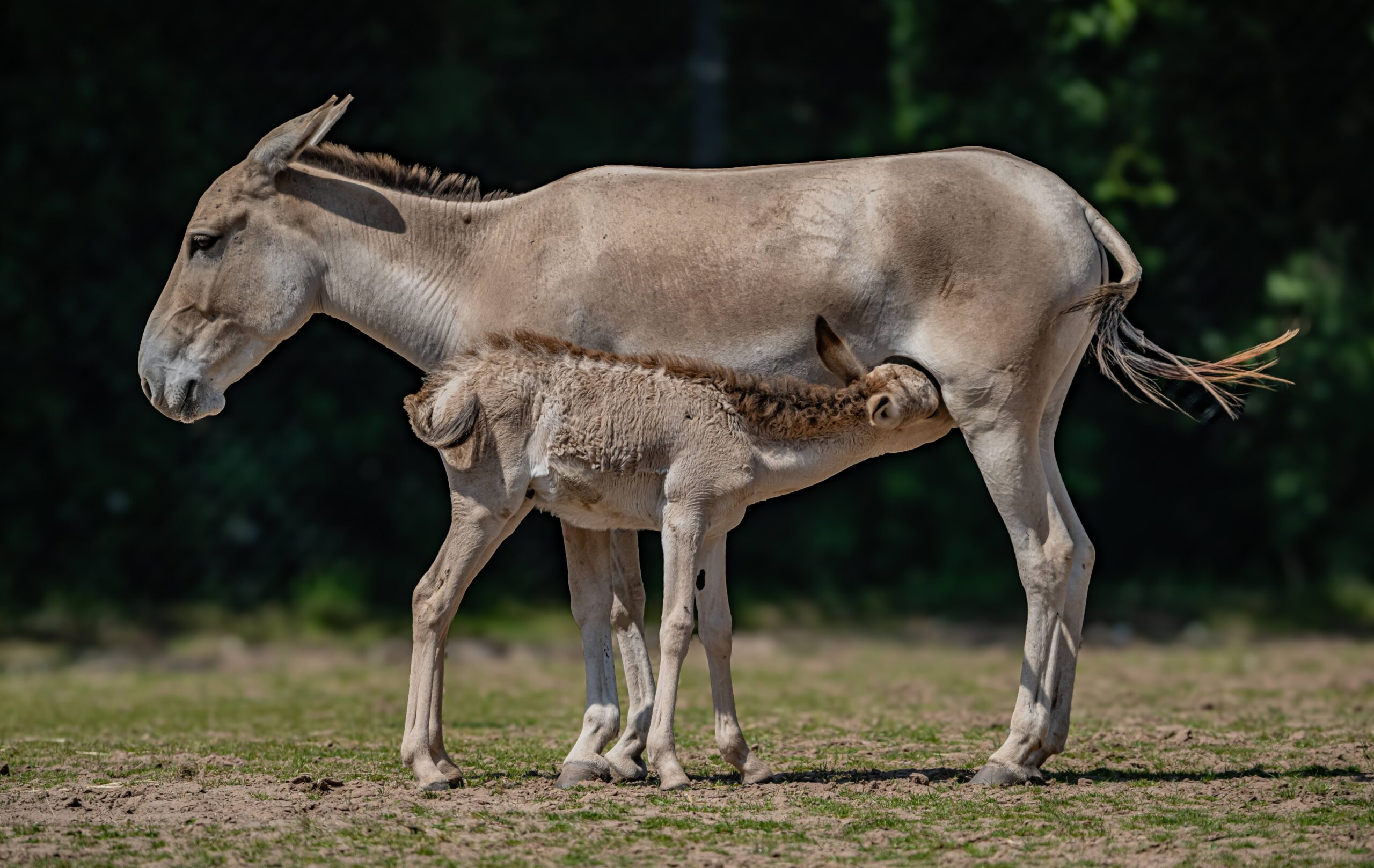 Jasper the Onager foal with his mum at Chester Zoo. Credit: Supplied