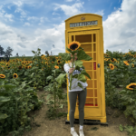 There's a beautiful farm up north where you can go sunflower picking