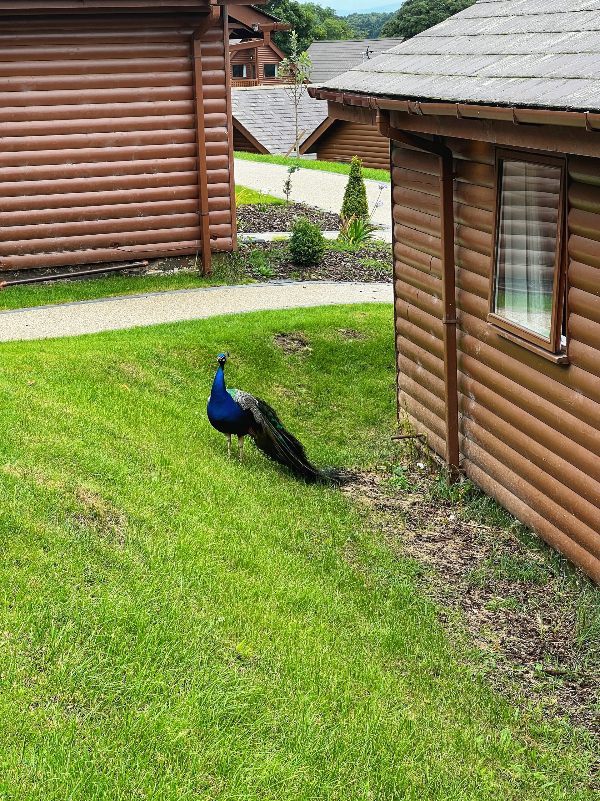 The resident peacock at the Marian Resort & Spa. Credit: The Manc Group