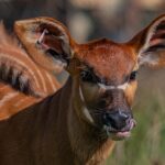 A super rare female bongo calf has been born at Chester Zoo