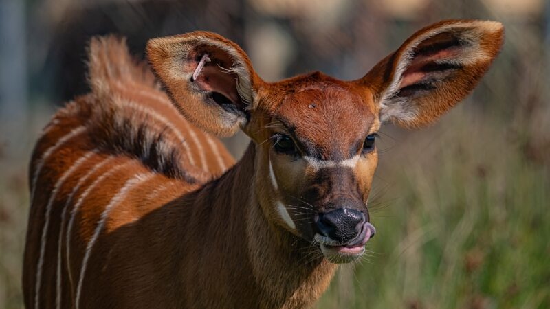 A super rare female bongo calf has been born at Chester Zoo