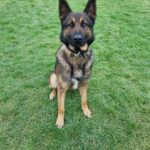 GMP police dog PD Kip assisted in an arrest yesterday