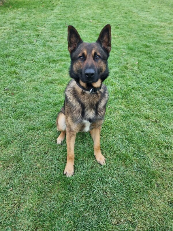 GMP police dog PD Kip assisted in an arrest yesterday