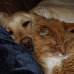 Tips for cats and dogs Bonfire Night 2024