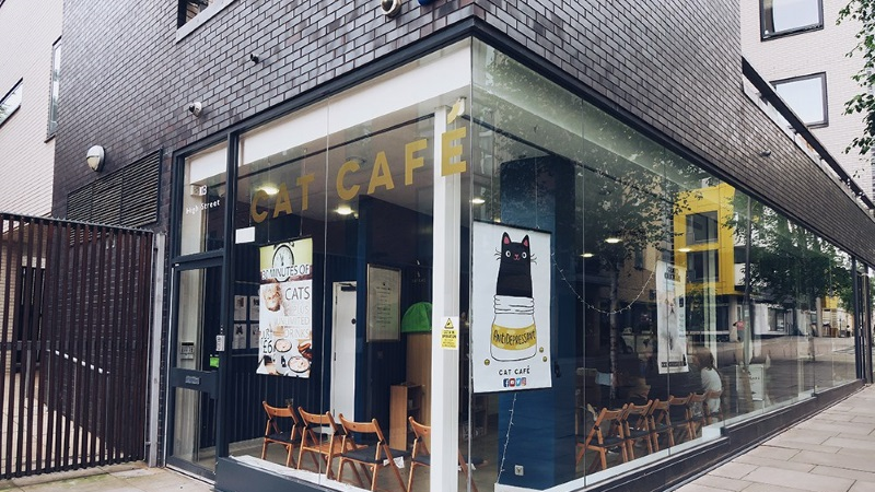 Cat Cafe Manchester reopening in city centre