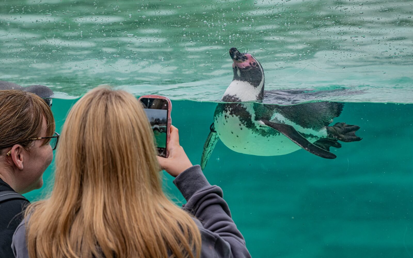 Penguins at Chester Zoo