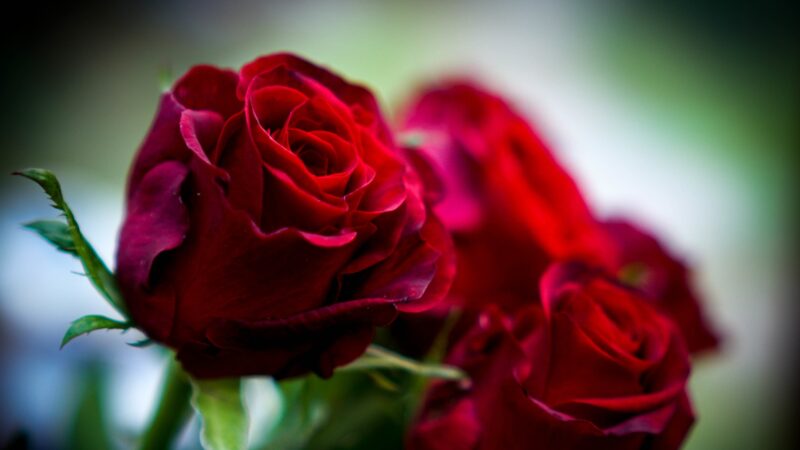 free roses Manchester Victoria train station