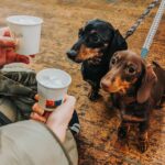 Dachshund Pup Up Cafe