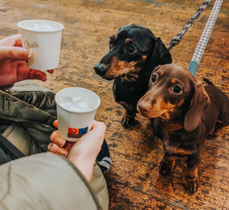 Dachshund Pup Up Cafe