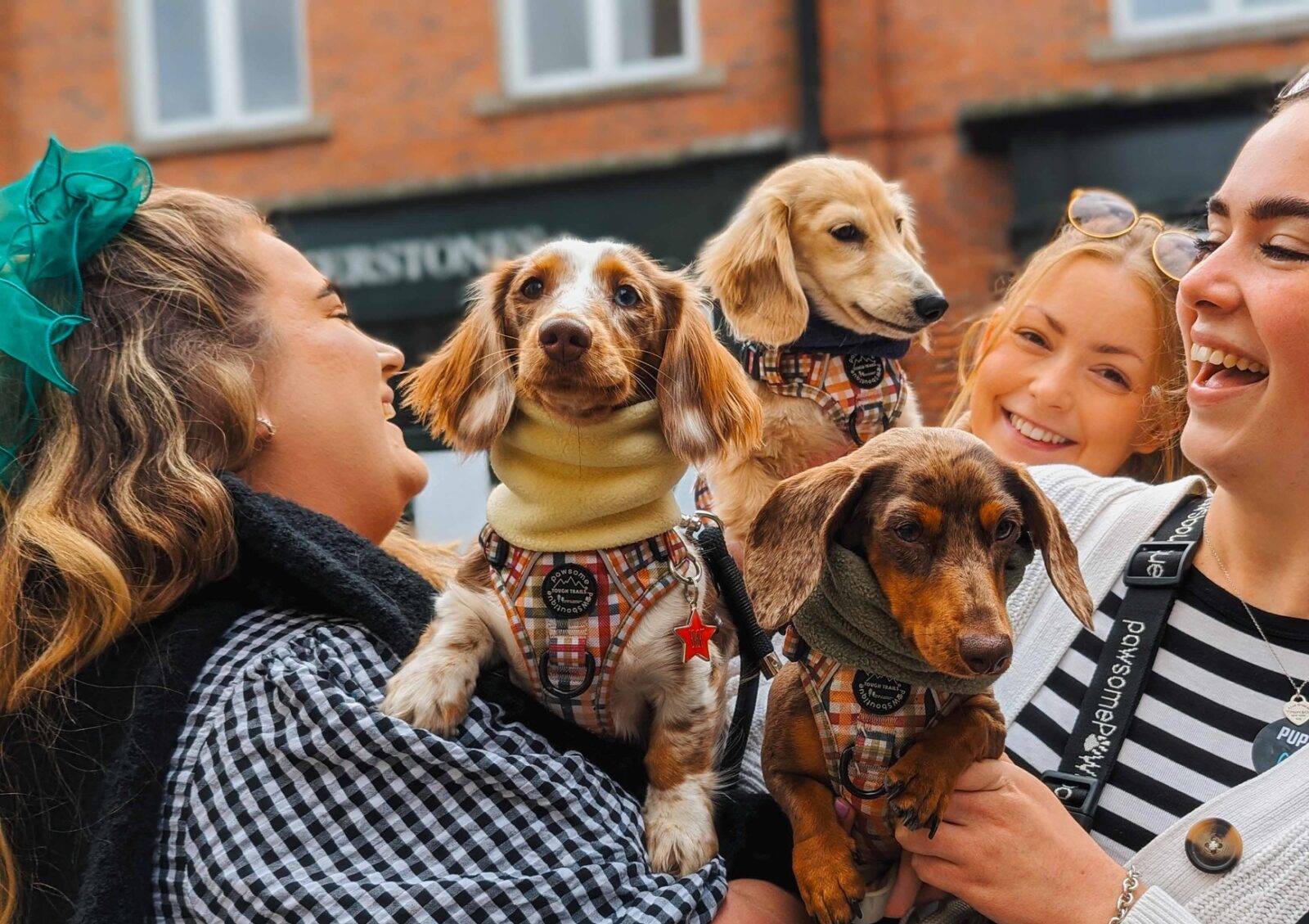 Dachshund Pup Up Cafe