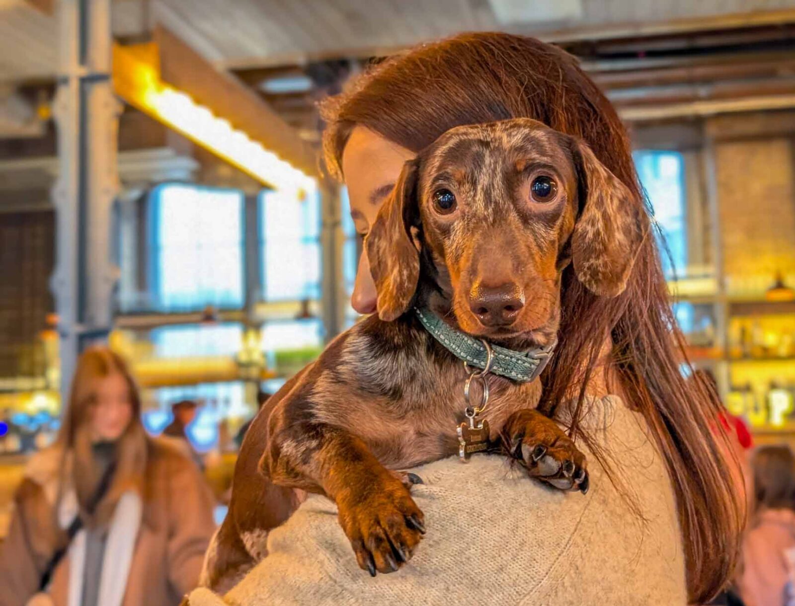 Dachshund Pup Up Cafe