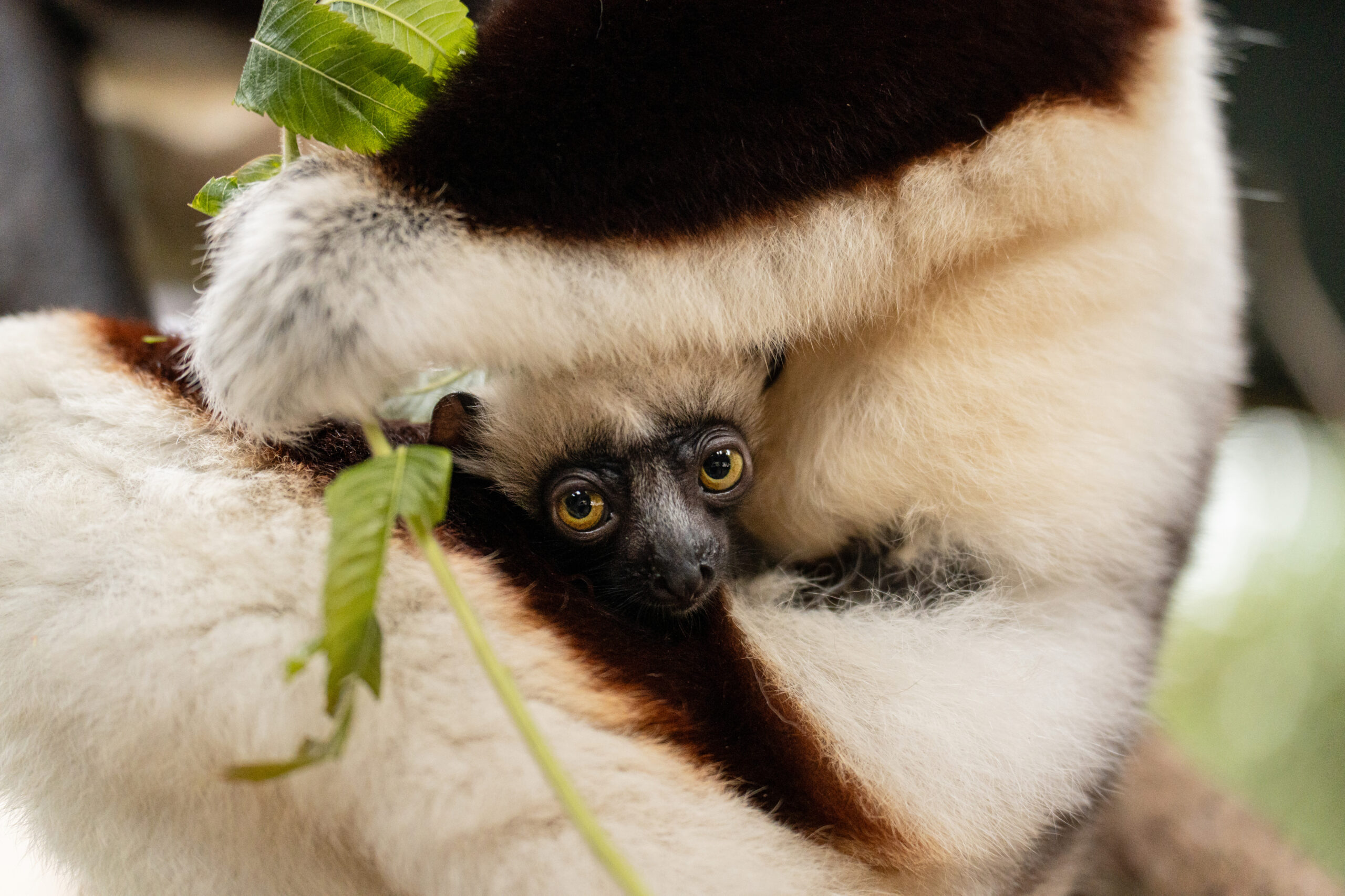 Dancing Lemur