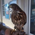 Hawk at Northern train station