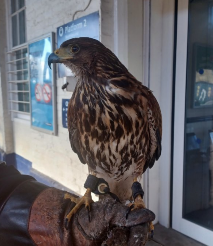 Hawk at Northern train station