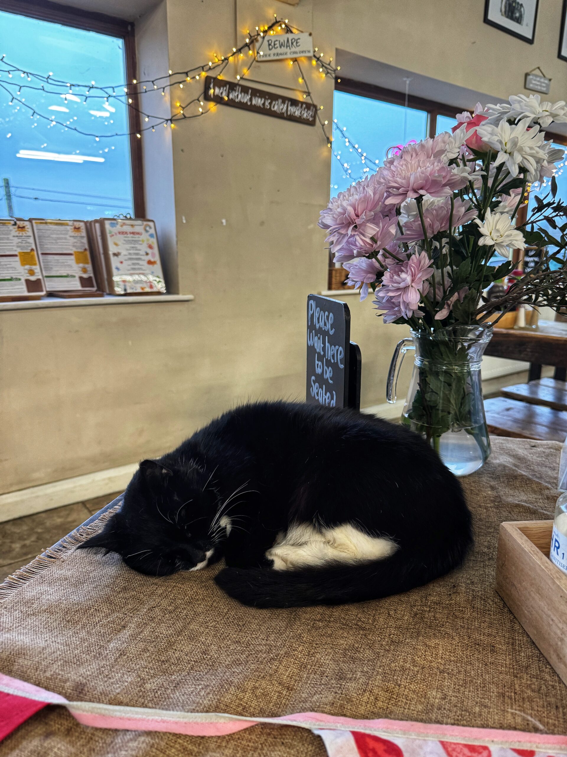 The resident cat at Albion Farm Shop