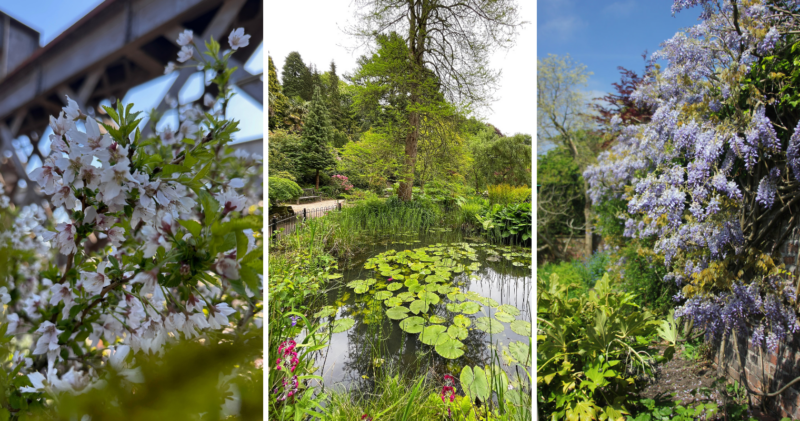 spring walks with blossoms in greater manchester