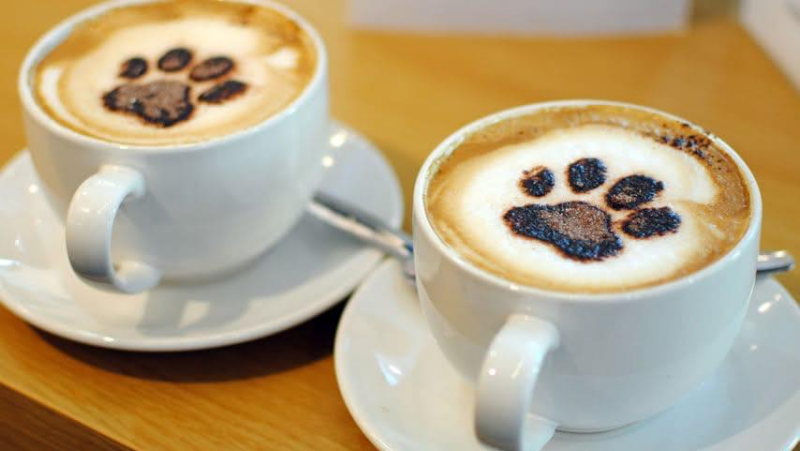 Cat Cafe Manchester responds to RSPCA statements on phasing out