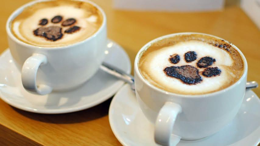 Cat Cafe Manchester responds to RSPCA statements on phasing out