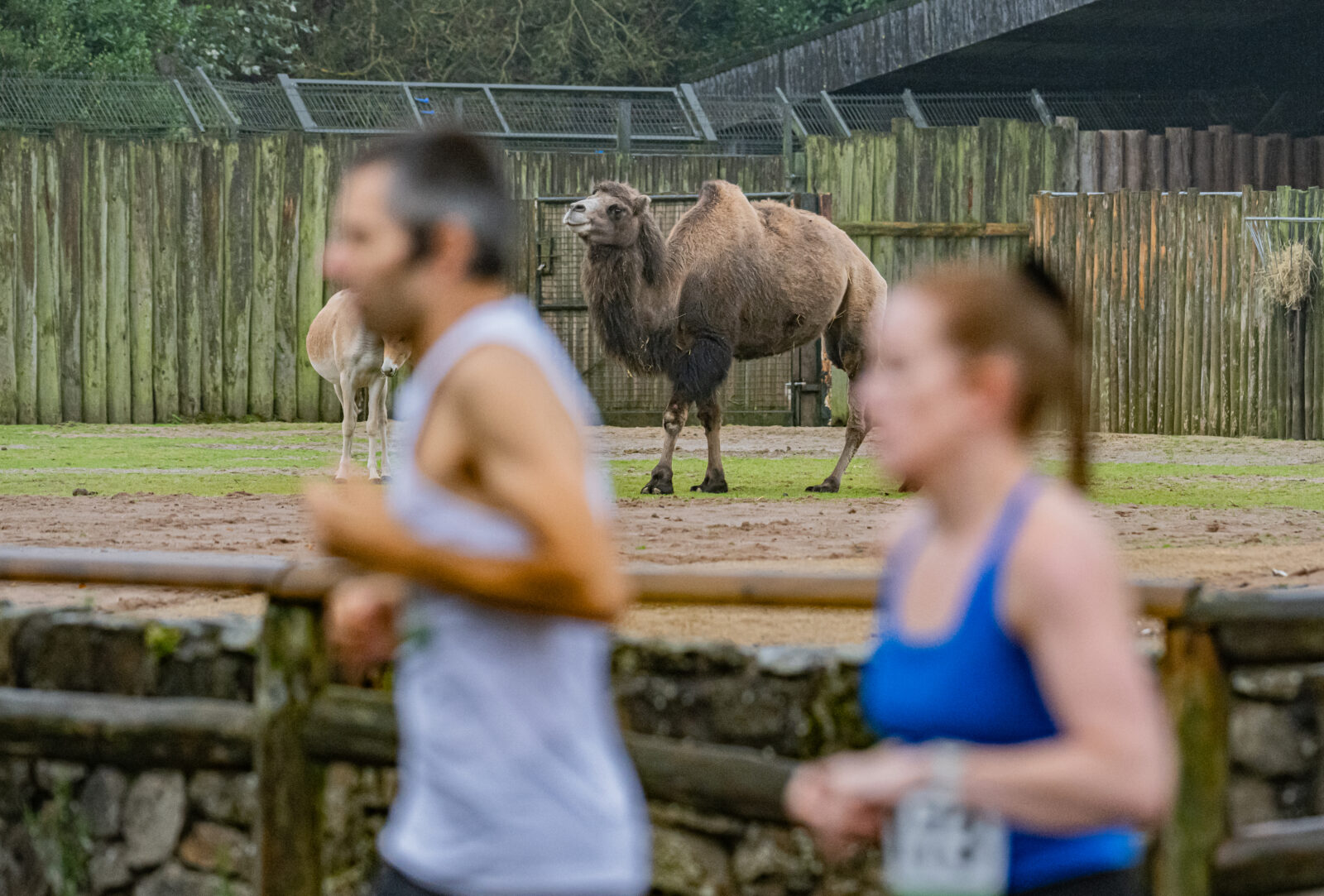 Chester Zoo Run For Nature