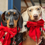 Dachshund Pup Up Cafe