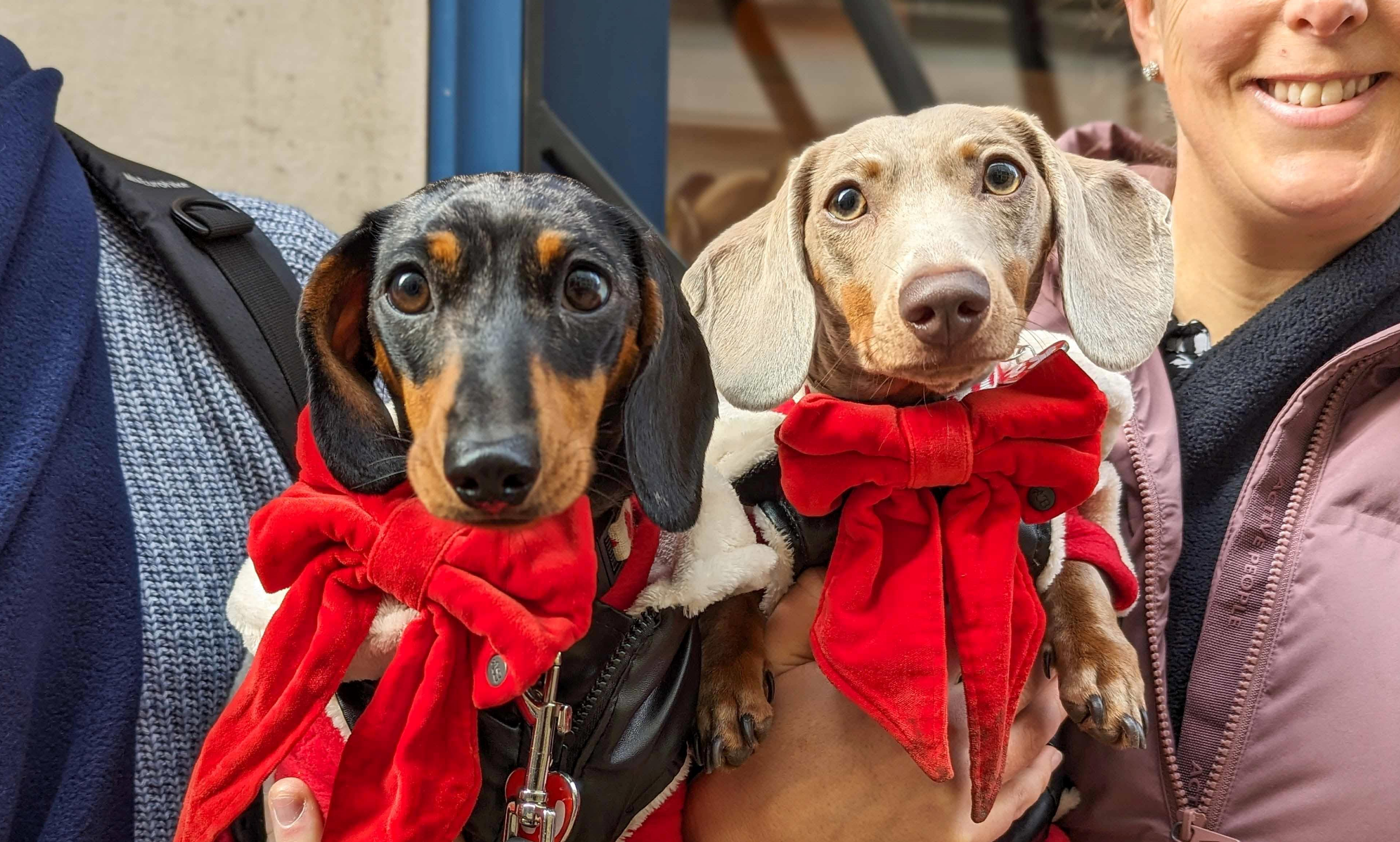 Dachshund Pup Up Cafe
