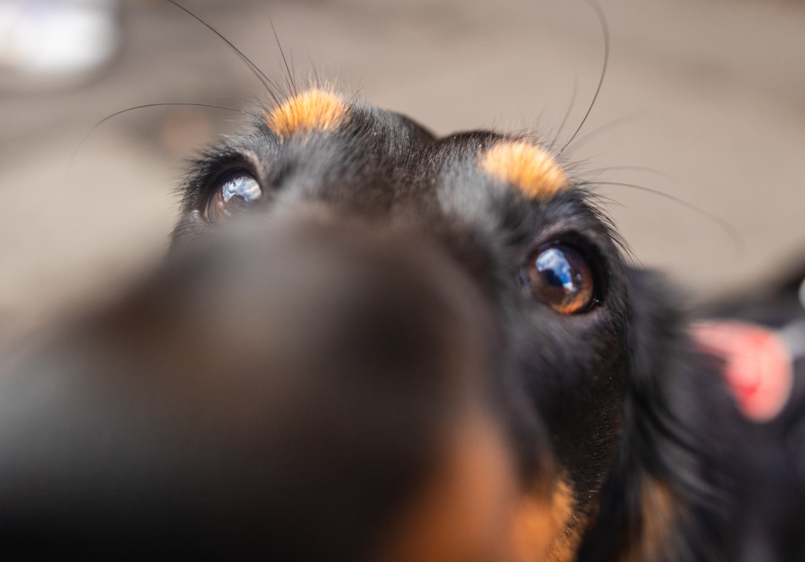 Dachshund Pup Up Cafe