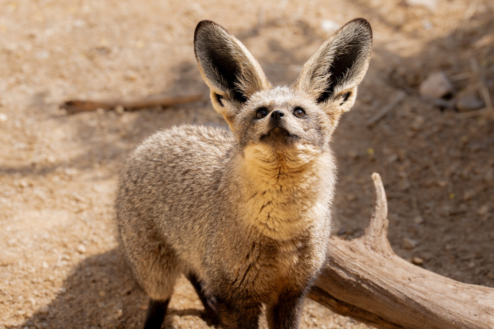 Bat-eared fox at Chester Zoo