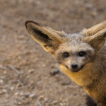 Bat-eared fox at Chester Zoo