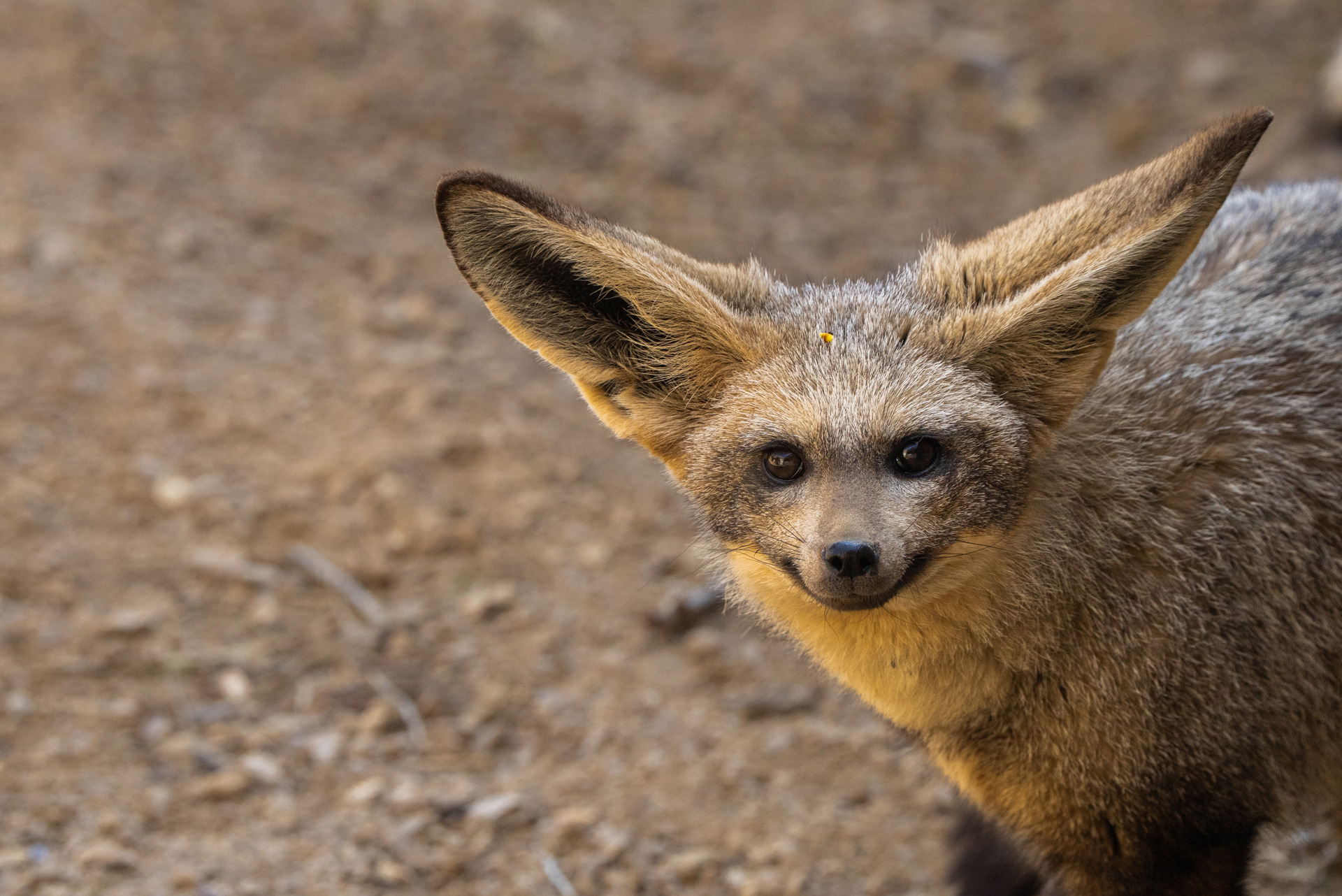 Bat-eared fox at Chester Zoo