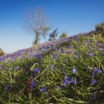 Rannerdale Knotts in the Lake District has one of the UK's prettiest bluebell displays