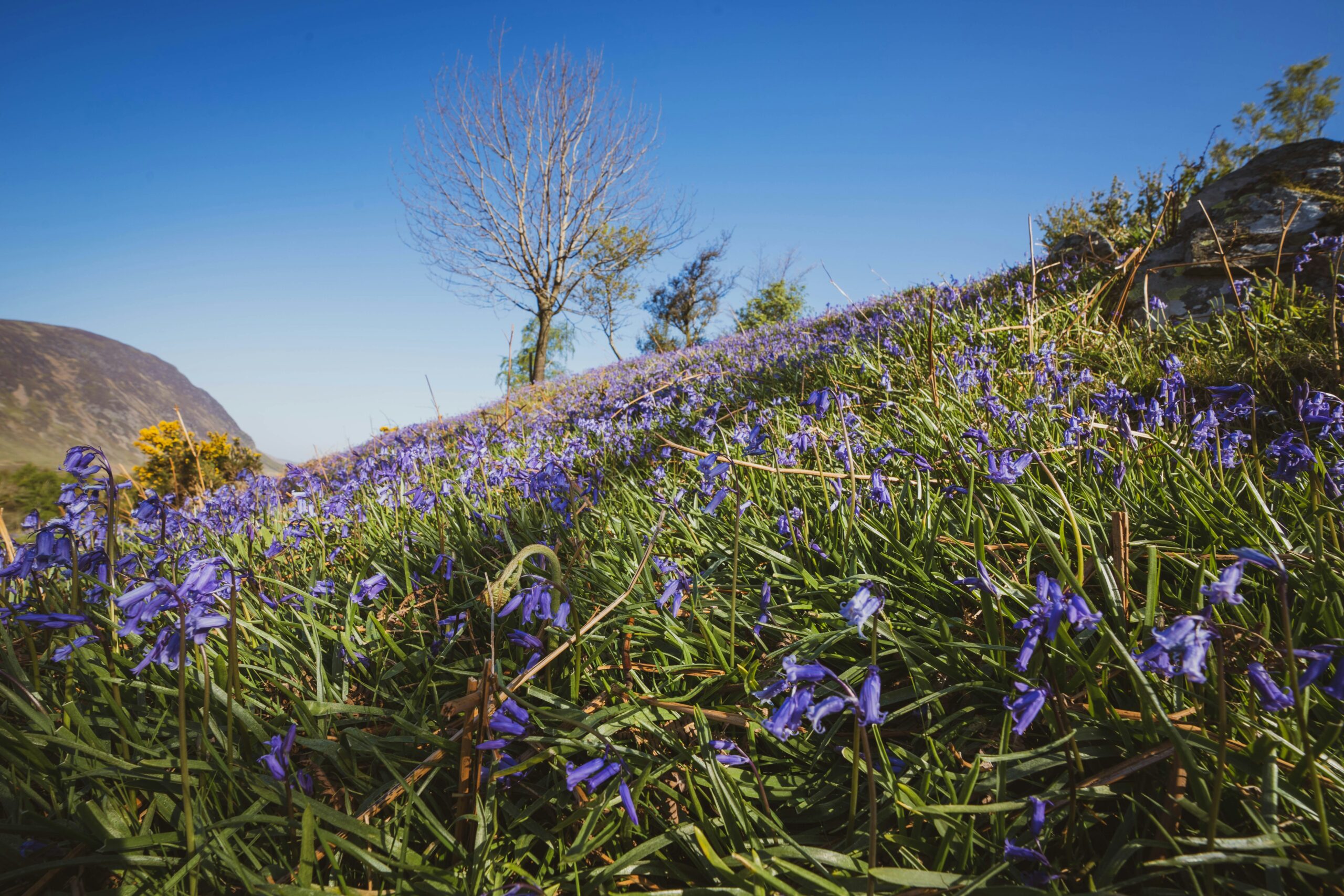 Rannerdale Knotts in the Lake District has one of the UK's prettiest bluebell displays
