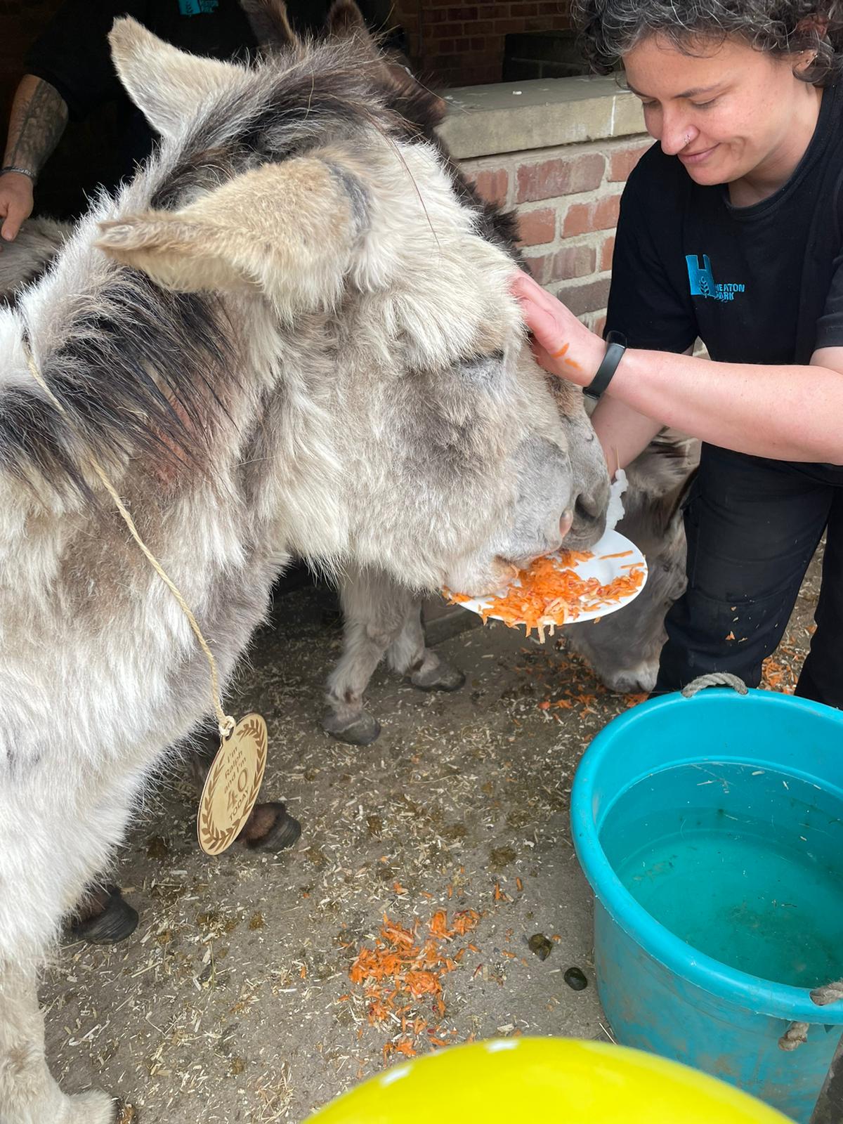 Ralph the Donkey